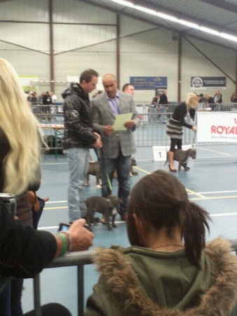 Boebus (12 weken) eerst show in Wijchen