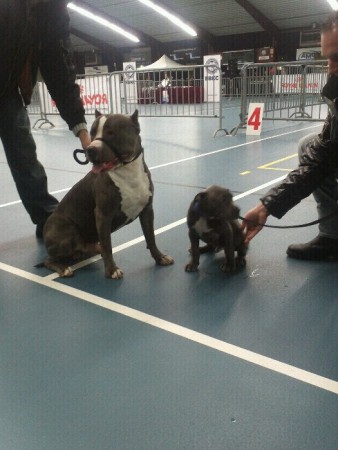Boebus (12 weken) met zijn vader Pablo show in wijchen